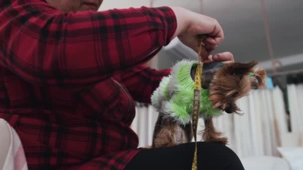 Kvinna Som Sitter Stolen Och Mäter Kroppen Yorkshire Terrier Klädd — Stockvideo