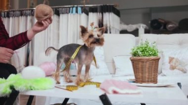 Boynunda mezurayla masada duran sevimli köpek yavrusu Yorkshire Teriyeri. Orta çekim