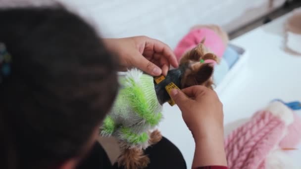 女は穏やかな子犬ヨークシャーのテリアの体を測定します ミッドショット — ストック動画