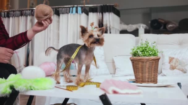 Leuke Puppy Yorkshire Terriër Staat Tafel Met Een Maatlint Zijn — Stockvideo