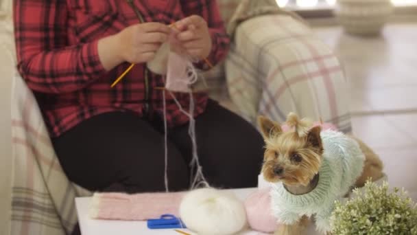 小さな服を着た子犬とそれのために別の服を編んでいる女性 ミッドショット — ストック動画