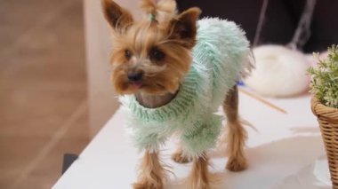 Mavi kazak giymiş küçük bir köpek yavrusu ve onun için elbise ören bir kadın. Orta çekim