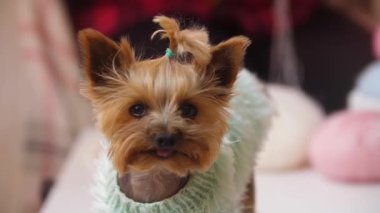 Mavi kazak giymiş şirin bir köpek yavrusu. Orta çekim