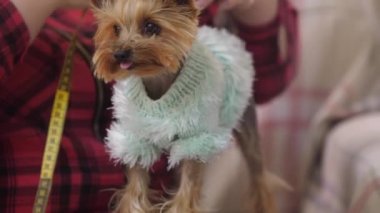 Bir kadın mavi kazaklı küçük bir köpek yavrusunu bant ile ölçüyor. Orta çekim