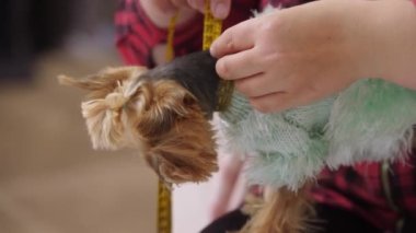 Bir kadın mavi kazaklı şirin bir köpek yavrusunu bant ile ölçüyor. Orta çekim
