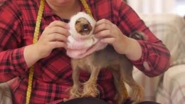 Bir kadın küçük köpeğe pembe kazak giydirir. Orta çekim