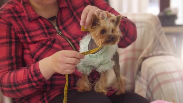 Woman Measures Small Puppy Blue Sweater Mid Shot — Stock Video