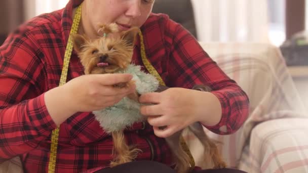 Woman Removes Knitted Sweater Puppy Her Hands Mid Shot — Stockvideo