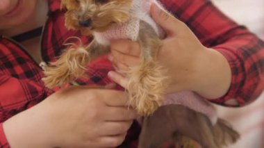 Gülümseyen kadın pembe kazak giymiş bir köpek yavrusu tutuyor. Orta çekim