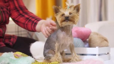 Köpek kuaföründe oturan şirin bir köpek yavrusu. Orta çekim