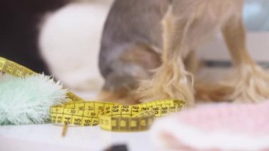 Evcil hayvanlar için giyinme salonunda oturan şirin bir köpek yavrusu. Orta çekim