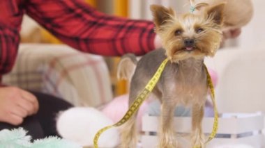 Boynunda bant olan şirin bir köpek yavrusu kuaförde evcil hayvanlar için oturuyor. Orta çekim