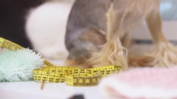 Söpö Koiranpentu Istuu Lemmikkieläinten Kampaamossa Keskimmäinen Laukaus — kuvapankkivideo