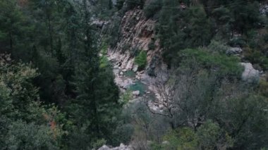 Yeşil bir ormanın ortasında akarsu ve taşlar. Orta çekim