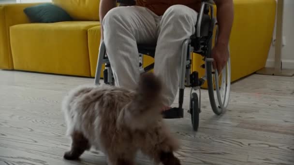 Kabarık Tüylü Kedi Tekerlekli Sandalyede Yürüyor Üzerinde Oturan Adamın Dizlerinin — Stok video