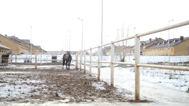 Black Horse Stable Winter Day Snorts Steam Nostrils Wide Angle — Stockvideo