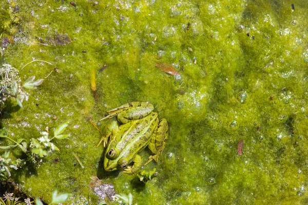 Green Frog Swamp Have Rest Sun Pond Overgrow Top View — ストック写真