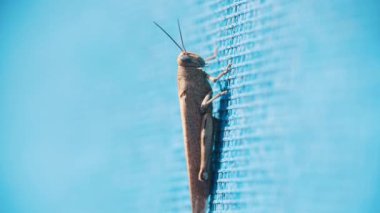 Grasshopper crawls on the blue surface. Mid shot