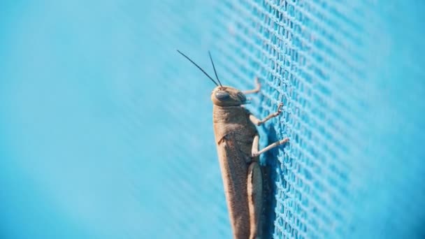 Grasshopper Crawling Blue Mesh Surface Mid Shot — Vídeo de Stock