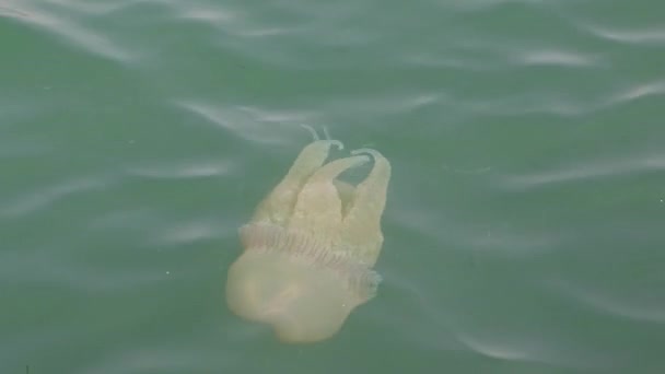 Vida Marina Medusa Nadando Superficie Del Mar Costa Lisboa — Vídeos de Stock