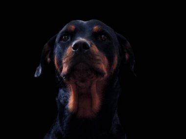 Köpek, sadık uyanık hayvan ve arkadaş 