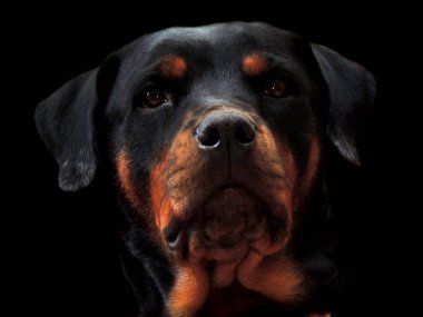 Köpek, sadık uyanık hayvan ve arkadaş 