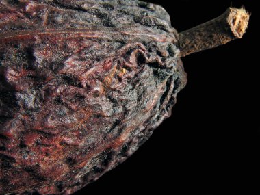 Kakao, günlük tüketim için içecek