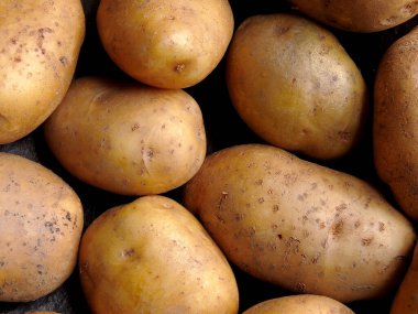 Patates, zengin Amerikan mutfağı için taze sebze..