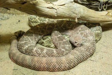 Batı diamondback çıngıraklı yılan (crotalus atrox)