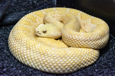 Batı Diamondback Çıngıraklı Yılan (Crotalus atrox) amelanistik (albino) rengi sergiliyor.