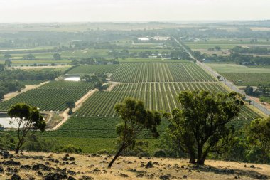Güney Avustralya 'daki Barossa Vadisi' ndeki şaraphaneler.