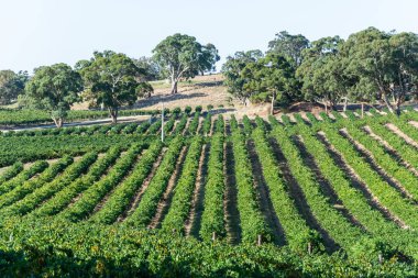 Güney Avustralya 'daki Barossa Vadisi' ndeki şaraphane..