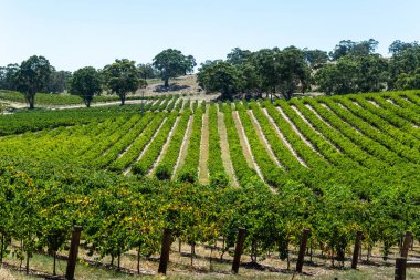 Güney Avustralya 'daki Barossa Vadisi' ndeki şaraphane..