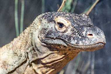 Dünyanın en büyük kertenkelesi olan Komodo Ejderhası 'nın (Varanus komodoensis) başı..