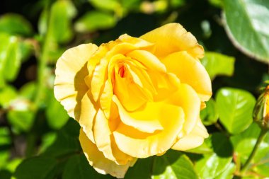 Avustralya 'da görkemli tarlanın gül çiçeği.