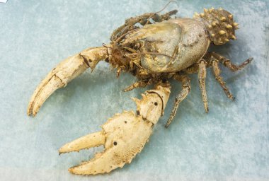 Murray River Crayfish (Euastacus armatus) clipart