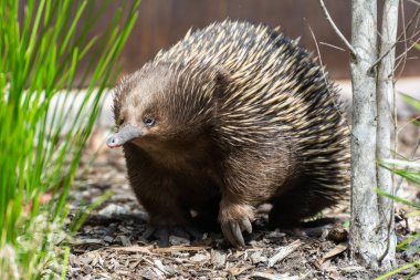 Avustralya 'da kısa gagalı echidna (Taşikardi aculeatus).