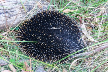 Avustralya 'da çimenlerde saklanan kısa gagalı ekidna (taşikardisi aculeatus).