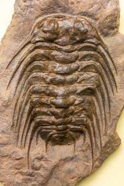 Trilobit fosili (Selenopeltis)