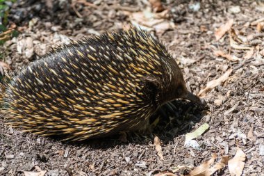 Avustralya 'da kısa gagalı echidna (Taşikardi aculeatus).