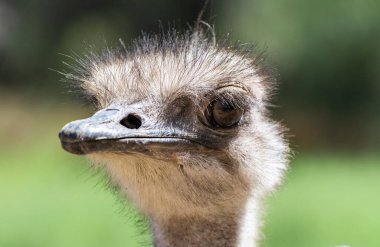 Sıradan bir devekuşu portresi (Struth io kamelus))