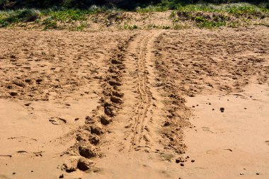 Queensland, Avustralya 'daki Bundaberg yakınlarındaki Mon Repos plajında kaplumbağa yarışı..