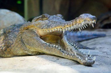 Tatlı su timsahının başı (Crocodylus johnsoni) ve ağzı açık..