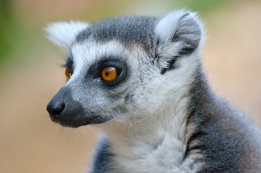 Halka kuyruklu lemur portresi (Lemur catta)