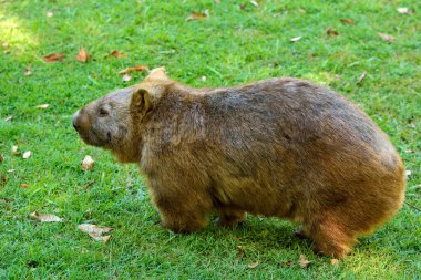 Avustralya 'da yeşil çimlerde Wombat.