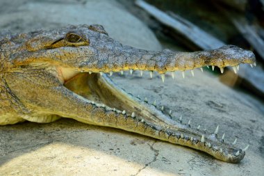 Tatlı su timsahının başı (Crocodylus johnsoni) ve ağzı açık.. 