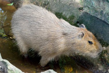 Capybara (Hydrochoerus hydrochaeris), Orta ve Güney Amerika 'da yaşayan bir kemirgendir..