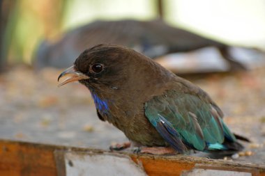 Oriental dollarbird (Eurystomus orientalis) adını, kanatlarındaki belirgin mavi madeni para şeklindeki lekelerden alır. Avustralya 'dan Japonya ve Hindistan' a kadar bulunabilir..