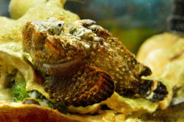 Taşbalığı (Synanceia horrida) dünyanın en zehirli balıklarından biridir..