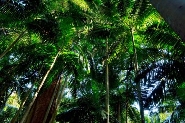 Lamington Ulusal Parkı 'ndaki tropikal orman, Queensland, Avustralya.